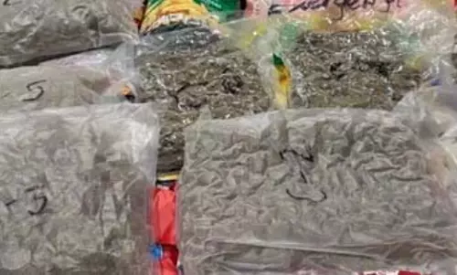अहमदाबाद: अंतरराष्ट्रीय हवाई अड्डे पर डीआरआई ने 37 किलो से ज्यादा हाइड्रोपोनिक वीड जब्त की, चार गिरफ्तार