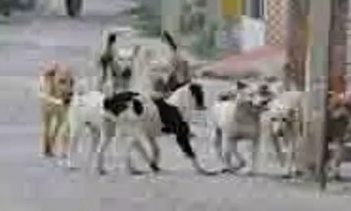 Moradabad: आवारा पशुओं का आतंक,दो मासूम को कुत्तों के झुंड ने नोच डाला