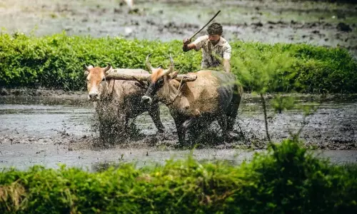 Odisha : पारंपरिक कृषि अनुष्ठानों के साथ मनाया गया कृषि त्योहार अक्षय तृतीया Odisha : पारंपरिक कृषि अनुष्ठानों के साथ मनाया गया कृषि त्योहार अक्षय तृतीया