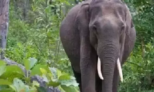 हाथी ने रबर टैपर महिला पर   किया जानलेवा हमला