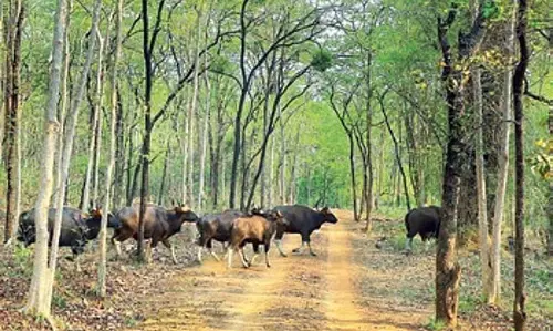 Odisha सरकार देबरीगढ़ बाघ अभयारण्य योजना में तेजी लाने के लिए पैनल गठित करेगी