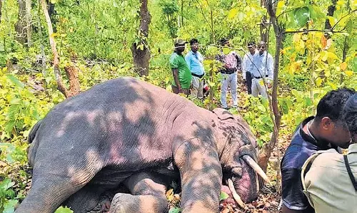 Odisha: रसगोविंदपुर में व्यक्ति को कुचला गया, करंजिया में हाथी की मौत Odisha: रसगोविंदपुर में व्यक्ति को कुचला गया, करंजिया में हाथी की मौत