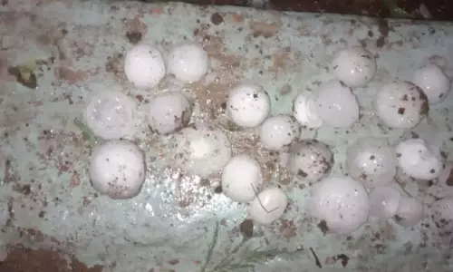 अन्नदाता के अरमानों पर गिरे ओले, फसल नुकसान से किसान मायूस