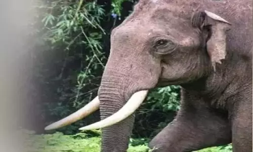 कट्टानक्कली के पहाड़ों में एक साल में छह लोगों की मौत हो चुकी