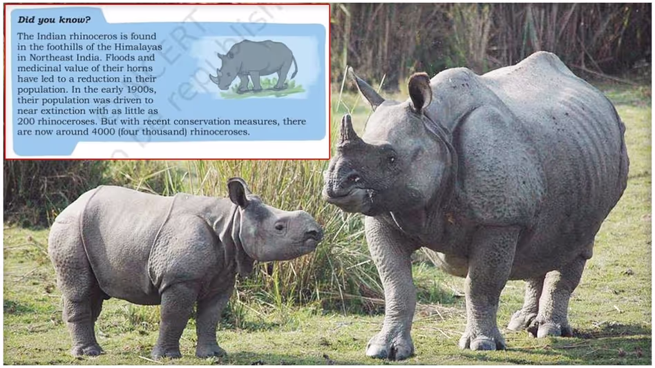 भारत में दो सींग वाले गैंडे? NCERT कक्षा 4 की पाठ्यपुस्तक में गैंडे के चित्रण से आक्रोश भारत में दो सींग वाले गैंडे? NCERT कक्षा 4 की पाठ्यपुस्तक में गैंडे के चित्रण से आक्रोश