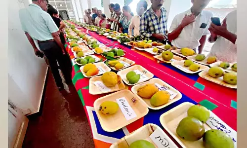 अगले साल और अधिक मीठा होने के वादे के साथ आम मेला संपन्न अगले साल और अधिक मीठा होने के वादे के साथ आम मेला संपन्न