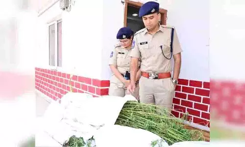 Adilabad में खेतों में गांजा की खेती करने के आरोप में चार गिरफ्तार Adilabad में खेतों में गांजा की खेती करने के आरोप में चार गिरफ्तार