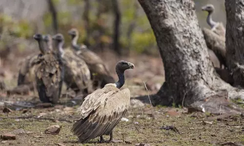 इंदौर संभाग में 75% गिद्ध दो महीने में गायब हो गए