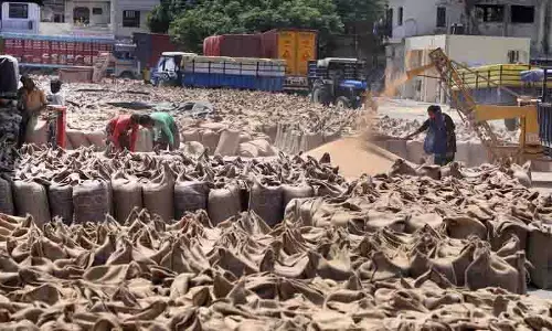 Kapurthala की मंडियों में 3 लाख मीट्रिक टन से अधिक गेहूं की आवक