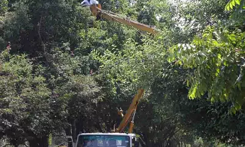 Ladowali Road पर ऊंचे पेड़ों से यात्रियों की सुरक्षा को खतरा