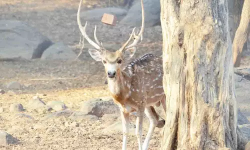 Deccan Woods एंड ट्रेल्स ने इस सप्ताहांत चार प्रकृति-संचालित अनुभवों का अनावरण किया Deccan Woods एंड ट्रेल्स ने इस सप्ताहांत चार प्रकृति-संचालित अनुभवों का अनावरण किया