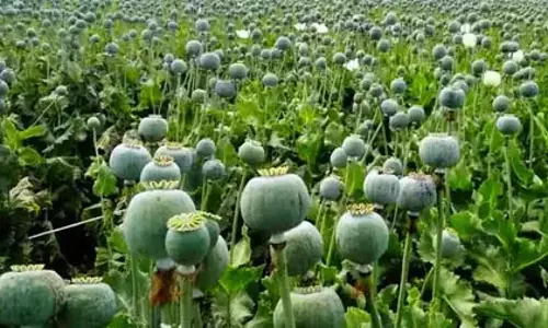 Mandi जिले में 17,000 अफीम के पौधे नष्ट