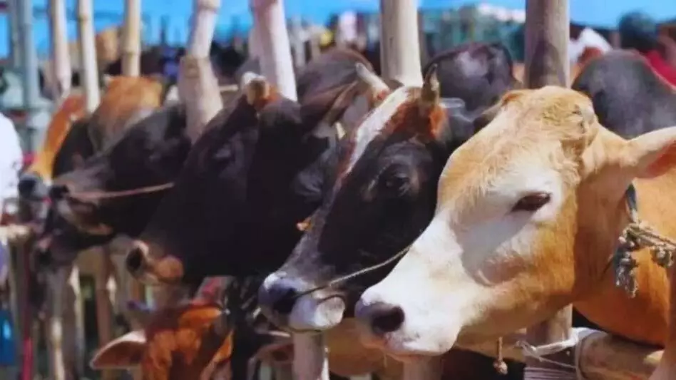 Jammu: 35 गोवंश बचाए गए, तस्कर गिरफ्तार Jammu: 35 गोवंश बचाए गए, तस्कर गिरफ्तार