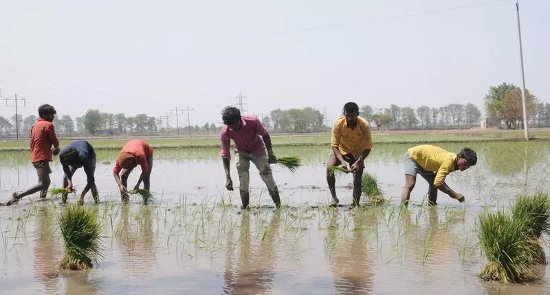 धान की समय से पहले बुआई के खिलाफ NGT में याचिका दायर धान की समय से पहले बुआई के खिलाफ NGT में याचिका दायर