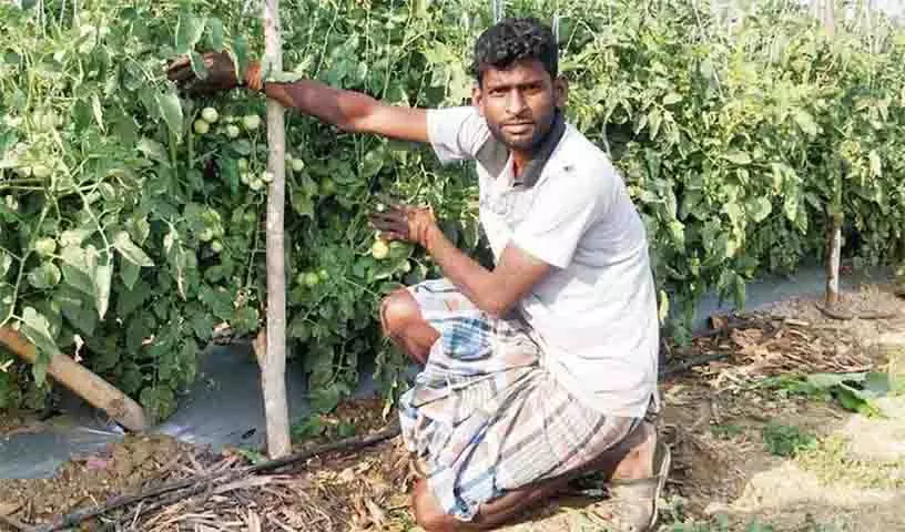 ICRISAT के शोध से पता चलता है कि सब्जी ग्राफ्टिंग तकनीक से सब्जी की पैदावार में उल्लेखनीय वृद्धि ICRISAT के शोध से पता चलता है कि सब्जी ग्राफ्टिंग तकनीक से सब्जी की पैदावार में उल्लेखनीय वृद्धि