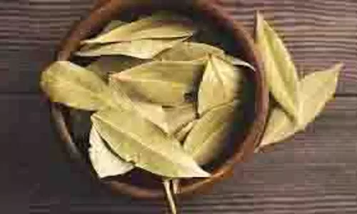 Health: डायबिटीज के मरीजों को रोज सुबह खाली पेट पीनी चाहिए इस सूखी पत्ती वाली चाय, तेजी से शुगर कम करने में है कारगर
