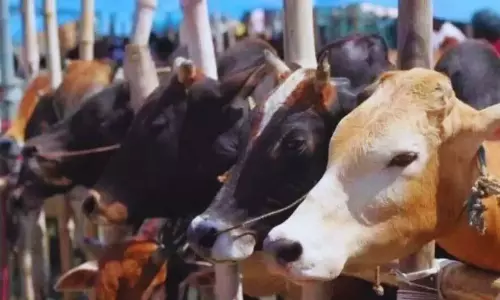 Jammu: 35 गोवंश बचाए गए, तस्कर गिरफ्तार