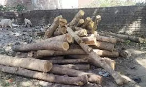 Lakhimpur Kheri: वन विभाग की बड़ी कार्रवाई, घर से बरामद हुई लाखों की सागौन की लकड़ी Lakhimpur Kheri: वन विभाग की बड़ी कार्रवाई, घर से बरामद हुई लाखों की सागौन की लकड़ी