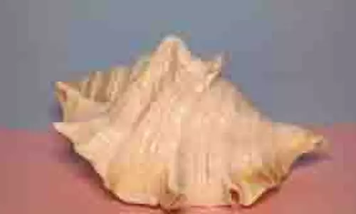 धर्म: शंख घर से नकारात्मक ऊर्जा को दूर करता है,जानिए इसे कैसे बजाना चाहिए धर्म: शंख घर से नकारात्मक ऊर्जा को दूर करता है,जानिए इसे कैसे बजाना चाहिए