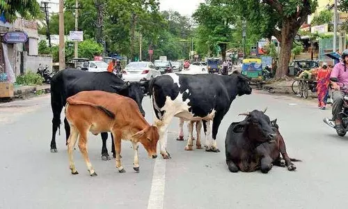 Himachal: आवारा पशुओं की समस्या बढ़ने के कारण 3 करोड़ रुपये की लागत से बना पशु अभयारण्य बेकार पड़ा Himachal: आवारा पशुओं की समस्या बढ़ने के कारण 3 करोड़ रुपये की लागत से बना पशु अभयारण्य बेकार पड़ा