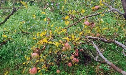 Himachal: बारिश, तूफान और धूल से अच्छे सेब सीजन की उम्मीदों को झटका