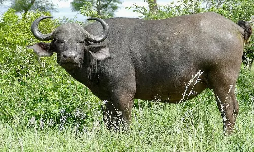 Assam : जामुगुरीहाट में जंगली भैंसे ने एक व्यक्ति को मार डाला