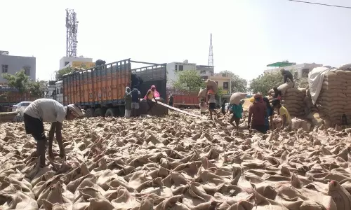 Haryana : झज्जर में गेहूं उठान में तेजी, अब तक 17,501 किसानों को मिला भुगतान