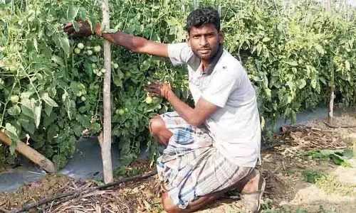 ICRISAT के शोध से पता चलता है कि सब्जी ग्राफ्टिंग तकनीक से सब्जी की पैदावार में उल्लेखनीय वृद्धि ICRISAT के शोध से पता चलता है कि सब्जी ग्राफ्टिंग तकनीक से सब्जी की पैदावार में उल्लेखनीय वृद्धि