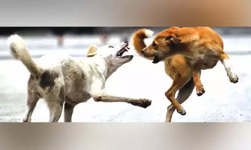 पेरूवल्लूर स्टेडियम परिसर, गली के कुत्तों के लिए मनोरंजन केंद्र बन जाएगा