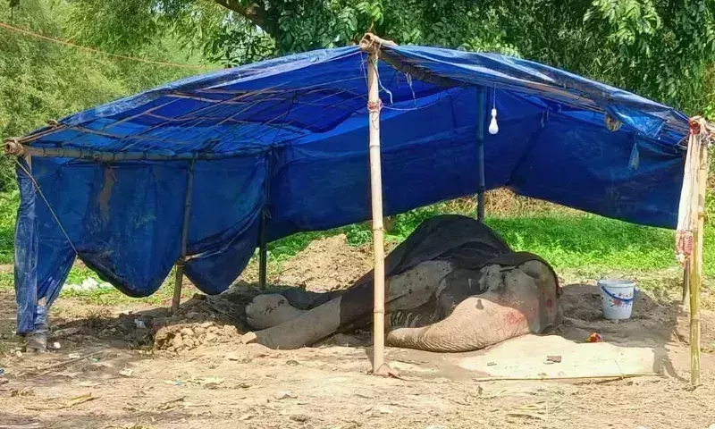 Assam के नागांव में गंभीर रूप से बीमार हाथी की दुर्दशा से आक्रोश फैल गया