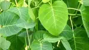 Acharya Balkrishna Tips: रोजाना इस पत्ते को चबाने से दूर होगी कमजोरी Acharya Balkrishna Tips: रोजाना इस पत्ते को चबाने से दूर होगी कमजोरी