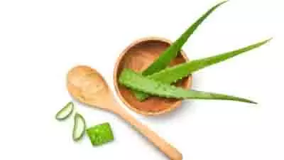 Aloe vera and Rose Water Uses: चेहरे के दाग-धब्बों से छुटकारा पाना है तो इन दो चीजों का करें इस्तेमाल Aloe vera and Rose Water Uses: चेहरे के दाग-धब्बों से छुटकारा पाना है तो इन दो चीजों का करें इस्तेमाल
