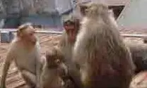 UP News: बंदरों के डर से छत से गिरी छात्रा की मौत, मचा कोहराम UP News: बंदरों के डर से छत से गिरी छात्रा की मौत, मचा कोहराम