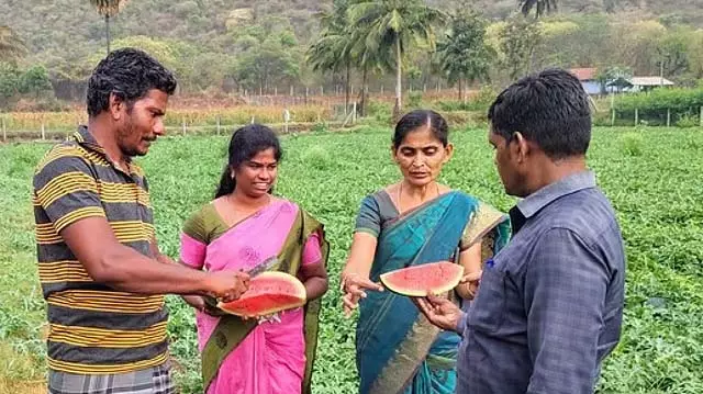 कीट के बारे में अफवाहों पर विश्वास न करें: बागवानी विभाग की सलाह कीट के बारे में अफवाहों पर विश्वास न करें: बागवानी विभाग की सलाह