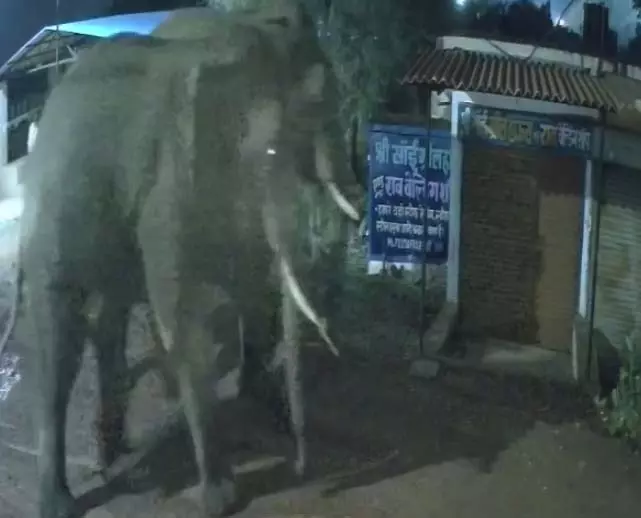 गली में घूम रहे दो हाथी, लोग डरे हुए है बेहद गली में घूम रहे दो हाथी, लोग डरे हुए है बेहद