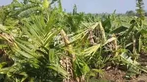 बारिश और तेज़ हवाओं ने फसलों को तबाह कर दिया, Andhra के किसान संकट में बारिश और तेज़ हवाओं ने फसलों को तबाह कर दिया, Andhra के किसान संकट में
