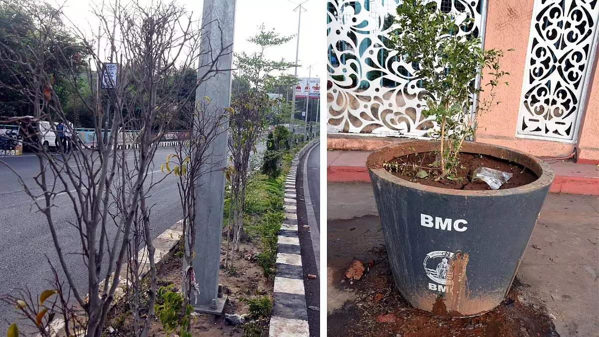 भोपाल: GIS -2025 के लिए BMC द्वारा लगाए गए 50% पौधे खराब स्थिति में भोपाल: GIS -2025 के लिए BMC द्वारा लगाए गए 50% पौधे खराब स्थिति में