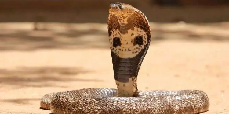 Odisha शादी के जुलूस में नाचते कोबरा को किया गया रेस्क्यू Odisha शादी के जुलूस में नाचते कोबरा को किया गया रेस्क्यू