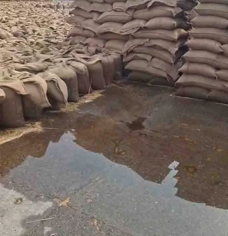Muktsar की मंडियों में बारिश से गेहूं का स्टॉक भीग गया, आढ़तियों और किसानों को नुकसान Muktsar की मंडियों में बारिश से गेहूं का स्टॉक भीग गया, आढ़तियों और किसानों को नुकसान