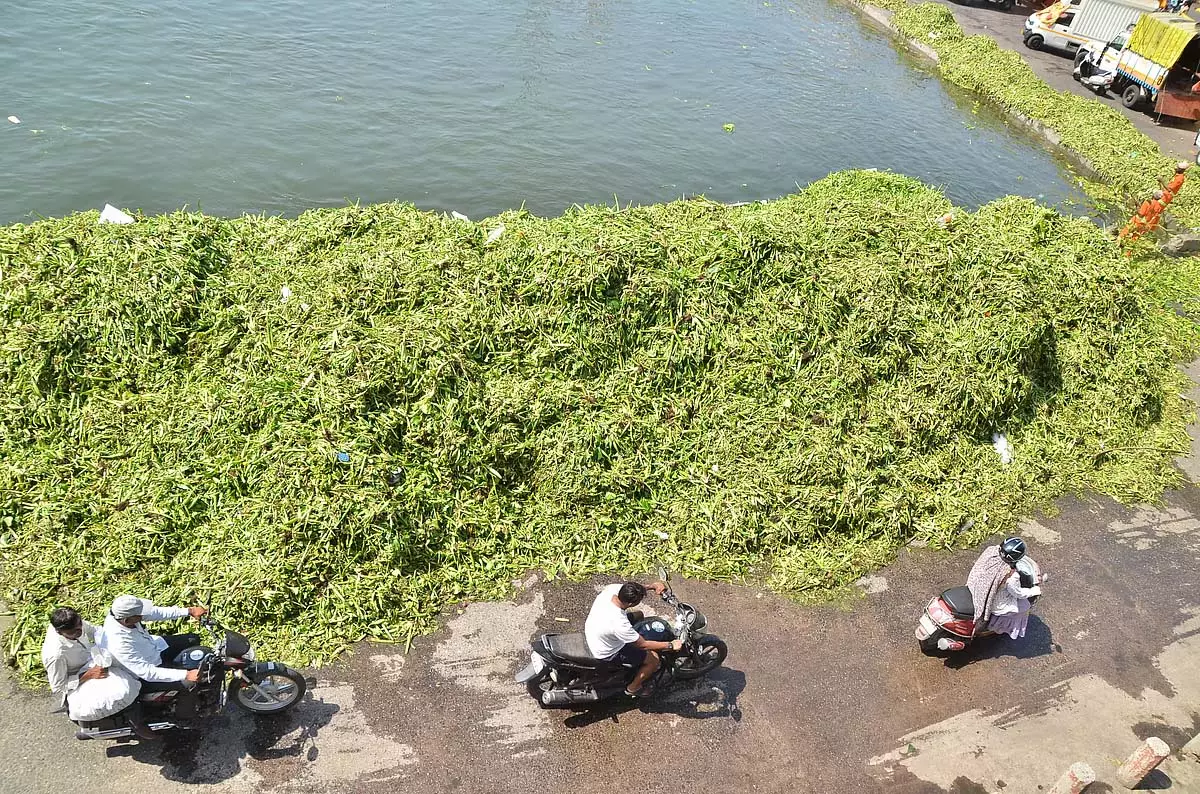 गोदावरी नदी में डूबा बीड़ का युवक; जलकुंभी साफ न करने पर कार्यकर्ता ने नगर निकाय की आलोचना की गोदावरी नदी में डूबा बीड़ का युवक; जलकुंभी साफ न करने पर कार्यकर्ता ने नगर निकाय की आलोचना की