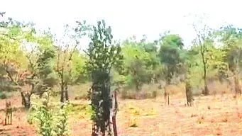 GOA: कोडर फार्म ने 126 आम किस्मों के साथ चट्टानी इलाके को आदर्श बाग में बदल दिया GOA: कोडर फार्म ने 126 आम किस्मों के साथ चट्टानी इलाके को आदर्श बाग में बदल दिया