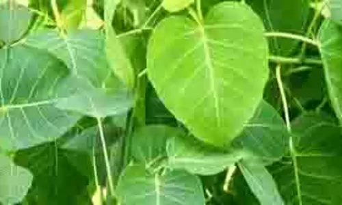 Acharya Balkrishna Tips: रोजाना इस पत्ते को चबाने से दूर होगी कमजोरी Acharya Balkrishna Tips: रोजाना इस पत्ते को चबाने से दूर होगी कमजोरी