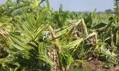 बारिश और तेज़ हवाओं ने फसलों को तबाह कर दिया, Andhra के किसान संकट में बारिश और तेज़ हवाओं ने फसलों को तबाह कर दिया, Andhra के किसान संकट में