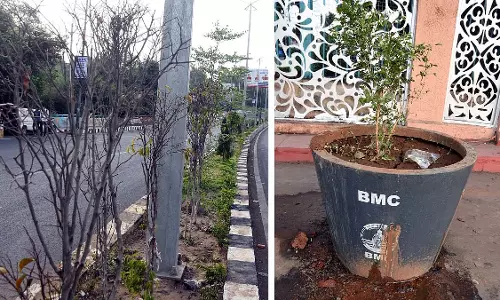भोपाल: GIS -2025 के लिए BMC द्वारा लगाए गए 50% पौधे खराब स्थिति में भोपाल: GIS -2025 के लिए BMC द्वारा लगाए गए 50% पौधे खराब स्थिति में