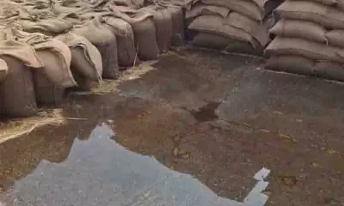 Muktsar की मंडियों में बारिश से गेहूं का स्टॉक भीग गया, आढ़तियों और किसानों को नुकसान