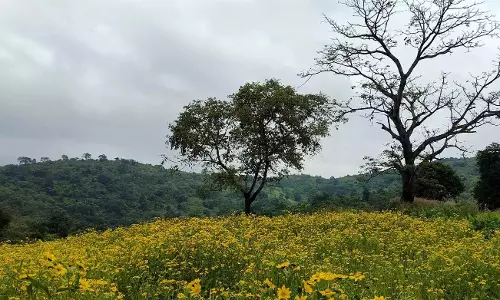 AP: अराकू में प्रसंस्करण इकाइयाँ स्थापित होंगी