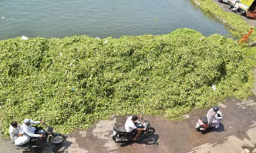 गोदावरी नदी में डूबा बीड़ का युवक; जलकुंभी साफ न करने पर कार्यकर्ता ने नगर निकाय की आलोचना की