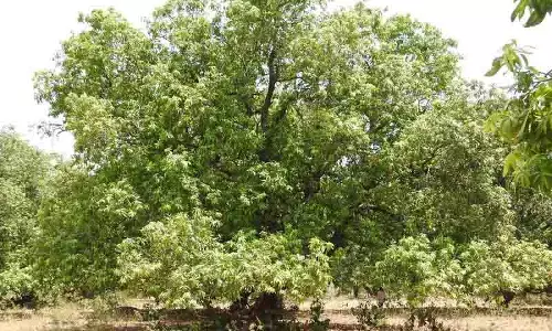 बेमौसम बारिश ने Mancherial में आम किसानों पर कहर बरपाया बेमौसम बारिश ने Mancherial में आम किसानों पर कहर बरपाया