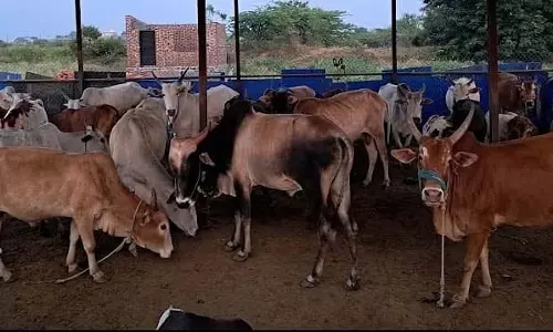 कनकी मूल्य वृद्धि: गौशाला प्रबंधन एक चुनौती कनकी मूल्य वृद्धि: गौशाला प्रबंधन एक चुनौती