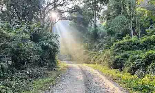 Himachal: बद्दी सभी पंचायतों में वन अधिकार पैनल गठित करेगा